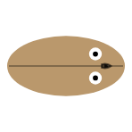 Tail Length: None